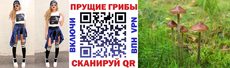 Галлюциногенные грибы прущие грибы  Купить где  Новокузнецк 